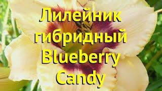 Лилейник гибридный Блюберри Кэнди. Краткий обзор, описание hemerocallis Blueberry Candy