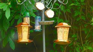 Bird Feeder