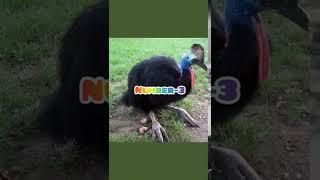 5 Amazing Random Facts|5 interesting random facts|awesome random facts|Fact Space|#shorts#factshorts