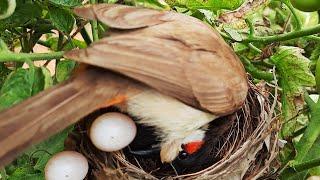 Angry Mother PUSHES OUT all CUCKOO Eggs Before HATCH | bulbul eggs in nest Fullvideo 6