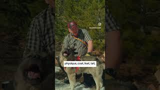 Elkhound Insights With Merv Carlson - Environment Adaptation #norwegianelkhound #jämthund