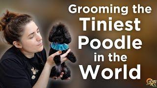 I Groomed the Tiniest Poodle in the World