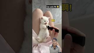 Cute Cat  #petlaughs #萌宠 #funnyanimals #funny #fuunypets #cats #cute #funnycats #cat #shorts 