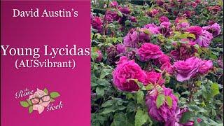  David Austin's Young Lycidas Rose / AUSvibrant / English Shrub Rose