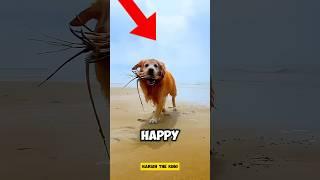 How This Brave Dog Caught the Fish..!?   #shorts