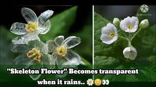 Skeleton Flower || Diphylleia grayi ||   Becomes transparent when it rains.