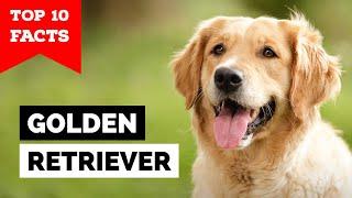 Golden Retriever - Top 10 Facts