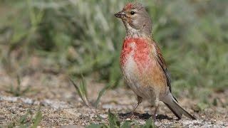 Коноплянка или реполов. ( Carduelis cannabina )