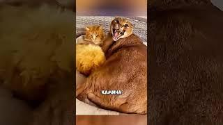 ХИЩНЫЙ КАРАКАЛ ЗАВЕЛ КОТЯТ ОТ КОШЕЧКИ