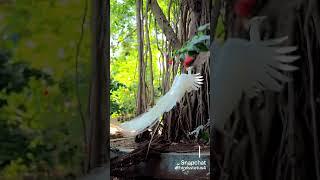 how to short ##birds ## short viral short ## hokal gaming gaming
