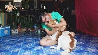 Amazing Smart Girl Playing With Dog In Her Home  How To Play With Smart Dogs Angkor HD