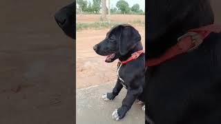 Cute Sohna Baby Dog  #shorts #cutepuppy #puppyvideos #dogvideos #doglove