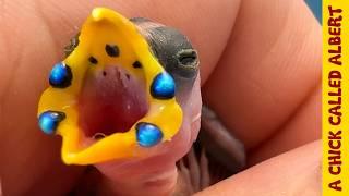 Gemstones in a baby bird | Blue-faced Parrotfinch hatching adventure