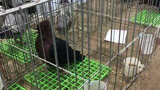 ArchAngels on display at Reading’s Pigeon Association Show