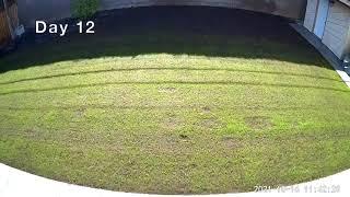 SeedSuperStore SS1000 Tall Fescue Blend Germination Time Lapse - Day 5 to 25