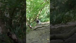 Filming my wild pug puppy on the ZV-E1  #pug #zve1 #raybanmeta #sonycamera #instadoggo #puglife