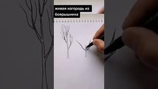 Живая изгородь из боярышника. Надо часто стричь, чтобы создавать форму и густоту.
