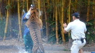 Caught On Tape: Animal Trainer Fights Life After Tiger Attack | World News Tonight | ABC News