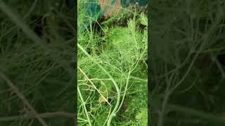 How To Grow Asparagus _Capricorn Gardening Channel_@_Ibarbi._ #grow #asparagus #gardening