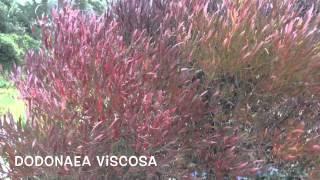 Dodonaea viscosa. Garden Center online Costa Brava - Girona.