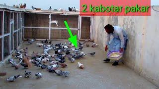 Saifullah 2 kabootar pakar leya ] kabootar bazi ] kabutar ki video