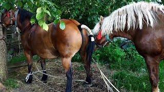 БАСТИОН И КОБЫЛА ВИШНЯ/stallion meets mare