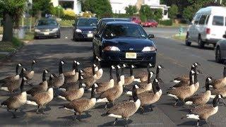 CRAZY CANADA GEESE