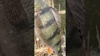 Massive 1KG PERCH  | #fishing #fish #animals