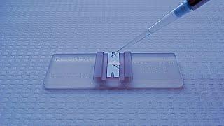 How to Count Blood Cell while testing Blood ?-There are Millions of Cells in the Human Body#biology