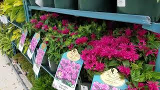 Monarda Cranberry Lace (Bee Balm)