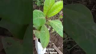 Tree plantation border of farm #farming