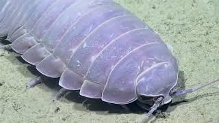 ＲＥＡＬ　ＩＳＯＰＯＤ　ＨＯＵＲＳ