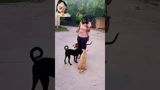 #love #doglover #dog #pets #funny #youtubeshorts #yt #cute  #ytshorts #aanfransiska #ytviral #reels