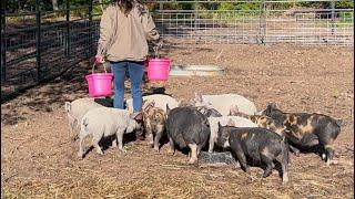 Bucket training our pigs, tune in now.