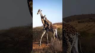 Baby Giraffe Rides on Mom's Back in the Wild #cute #fluffyfriends #giraffe #babyanimals