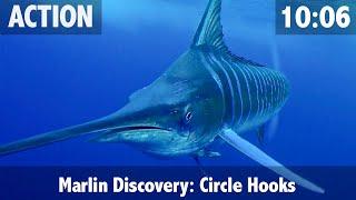 How to Catch a Marlin & How to Feed a Marlin your Bait