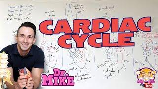 Cardiac Cycle