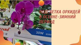 Подсветка орхидей в осенне-зимний период. Выбор лампы. Досветка орхидей.