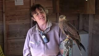 2013 Hawk Conservancy Trust: The Eagles Have Landed