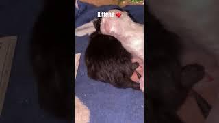 #kitten #cat #cute #cutecat #catshorts #viralvideo #kitty #hellokitty #india #love #catbirth #kitkat