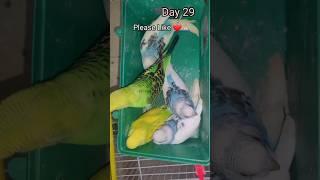 30 Days in 30 Seconds | Budgie Growth Stages