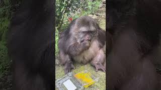 Fantastic Beasts on Tik Tok, People and Animals Coexist in Harmony, Adorable Pet Debut Plan, It see