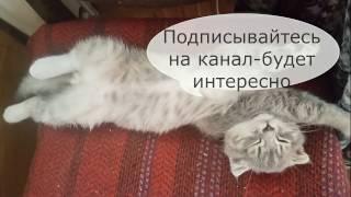 КОТИК ШУНЯ.ПЕРВЫЕ ДНИ.