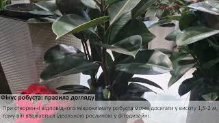 Фікус робуста: правила догляду