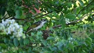 Chinese bulbul feed white eyes baby birds