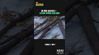 산불 피해지 주민 대피 부산 시간당 강수량 신기록/ KNN