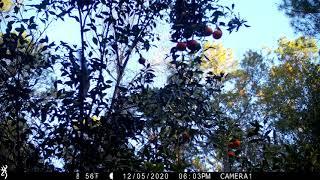 Squirrel happily stripping the tree of tangerines