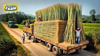 How Bamboo Products Are Made: From Planting Bamboo to Toothbrush Factory