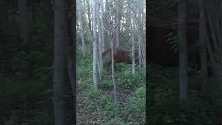 SNAP, CRACK! Horses Run Through Trees #horse #run #gallop