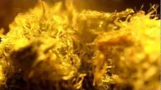 Ep 59  Kahuna Weed Strain Review Soma Seeds 1080p HD upclose trichomes